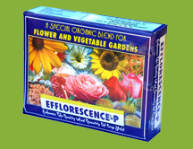 efflorescence